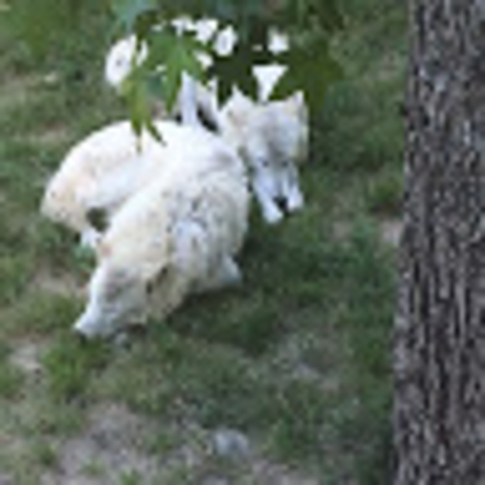 Meet your Posher, Horse